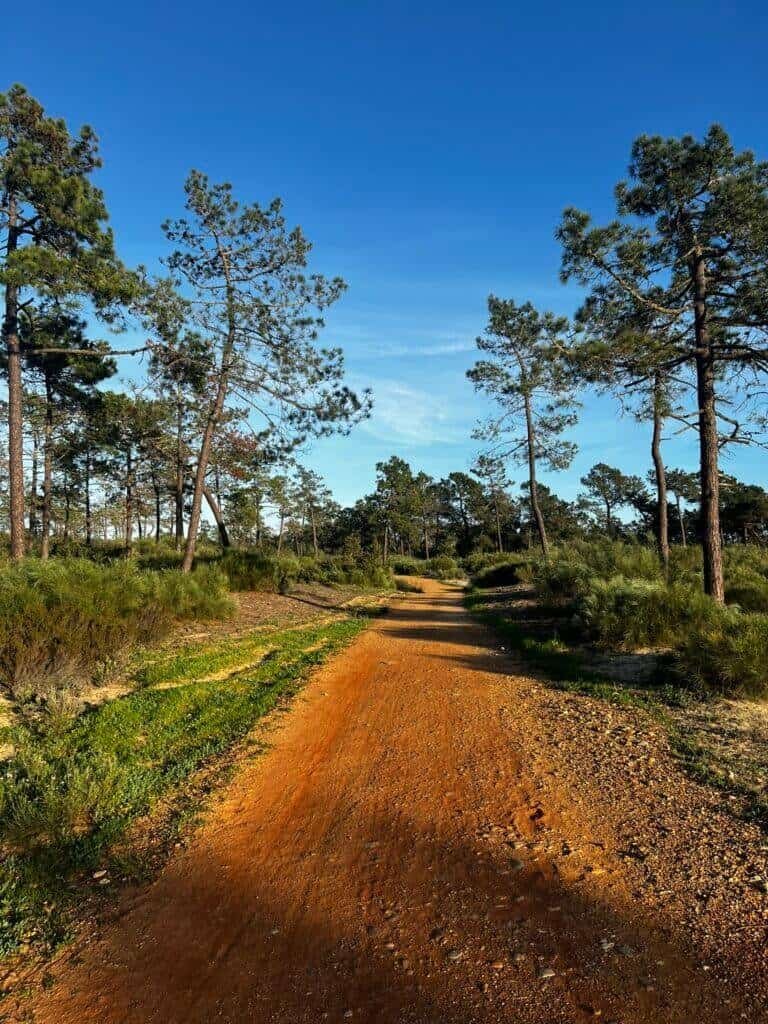 Scenic forest trail with tall pine trees and a dirt path under a clear blue sky.