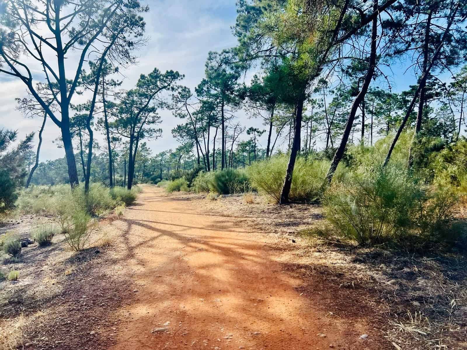 Rustige wandelpad door bos met bomen en struiken.