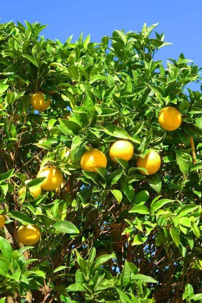 Lemon trees along the road during a cycling trip from Café Velo Algarve