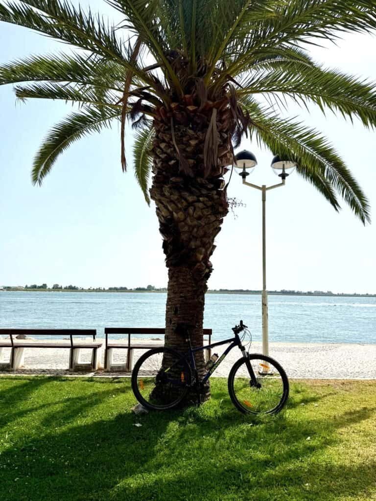 Palm tree by the seaside with a parked bicycle beneath, capturing a tranquil coastal scene.